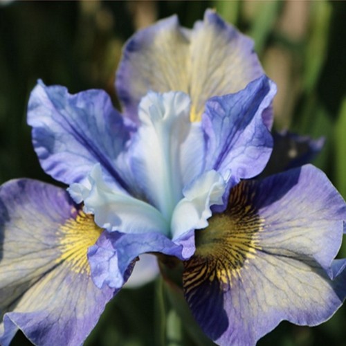 Iris sibirica 'Peacock Butterfly® Jaybird' - Siberi iiris 'Peacock Butterfly® Jaybird' P13/1L